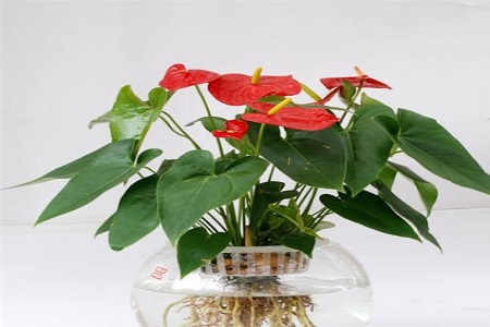 水培红掌能活多久