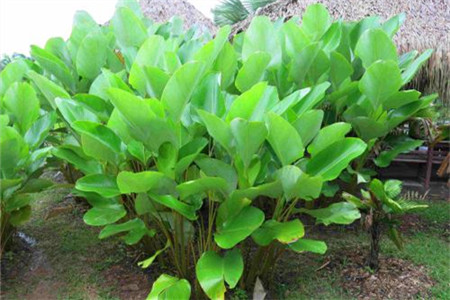 竹芋的养护及注意事项