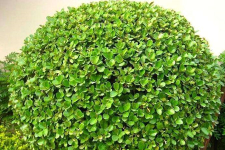 发财树怎么浇水