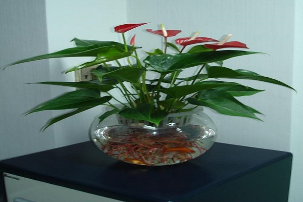 水培红掌冬天怎么养在换水光温和含氧量方面都得下功夫(水培红掌能活多久)