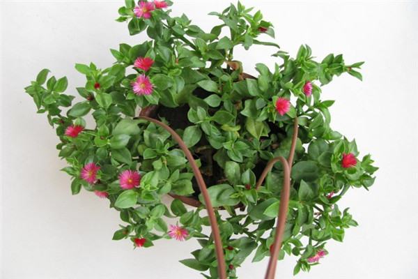 牡丹吊兰枝叶茂盛不开花怎么办