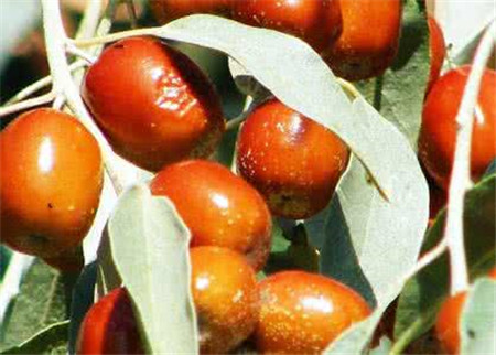 甘肃沙枣的功效与作用