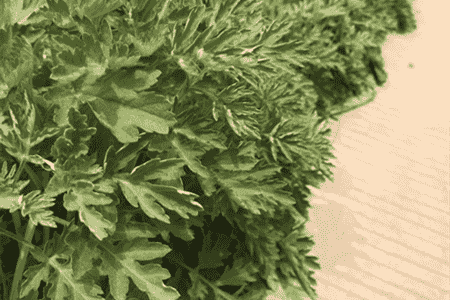 艾草怎么用最好