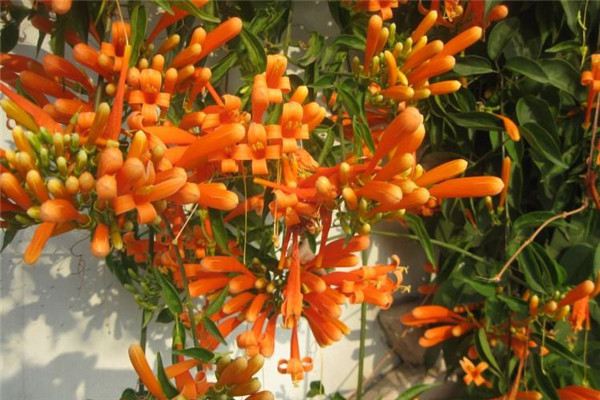 炮仗花的扦插方法(炮仗花的扦插方法图片)