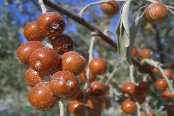 沙枣的功效与作用(甘肃沙枣的功效与作用)