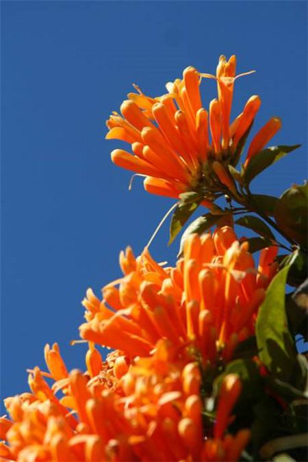 炮仗花的扦插方法图片