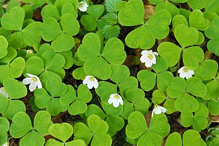 酢浆草的作用和功效