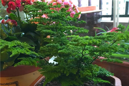 文竹适合的生长的配土