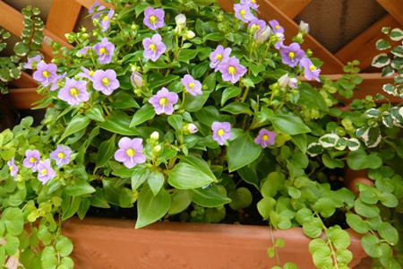 紫芳草怎么扦插