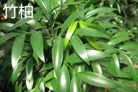 竹柏可以嫁接罗汉松吗