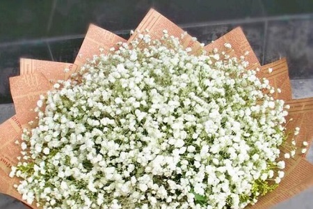 满天星适不适合送女朋友