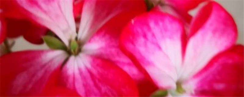 天竺葵光长叶子不开花怎么办(天竺葵徒长叶子不开花)