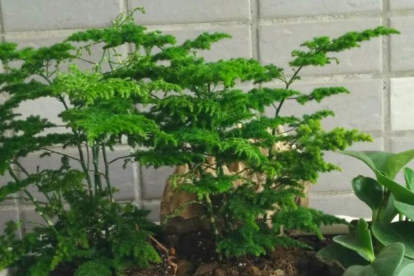 文竹个子越矮越值钱养成土肥圆竟能卖出10000元！(文竹适合的生长的配土)