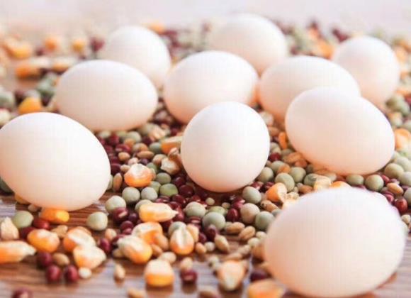 鸽子蛋和鸡蛋哪个更营养几个鸽子蛋相当于一个鸡蛋(鸽子蛋和鸡蛋相比)