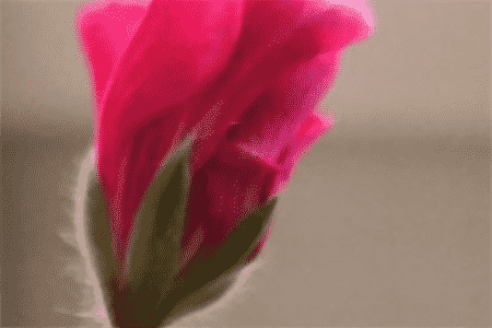 天竺葵徒长叶子不开花