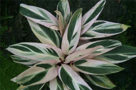 竹芋的养护及注意事项