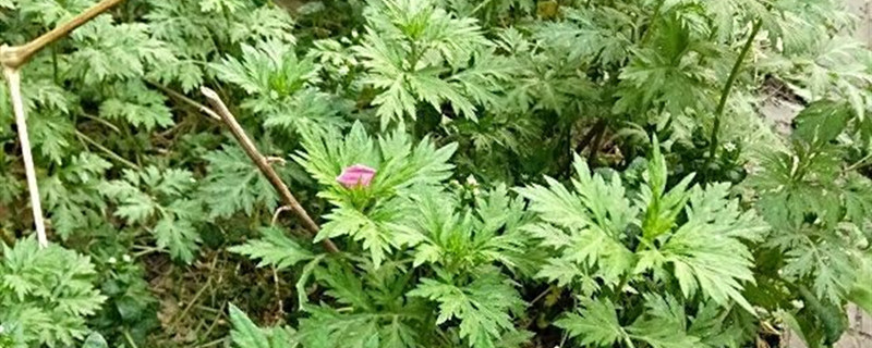 艾草怎么用艾草的价格(艾草怎么用最好)