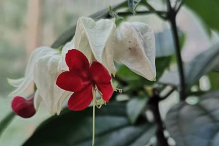 养龙吐珠花注意些什么