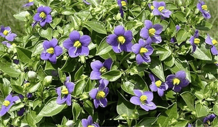 紫芳草怎么扦插