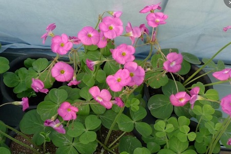 酢浆草的作用和功效