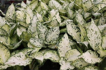 竹芋的养护及注意事项