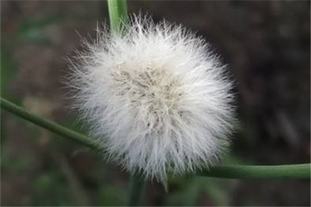 蒲公英有什么用途功效