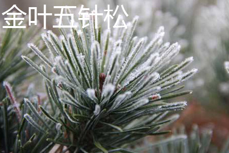 大阪松和五针松的价值哪种高