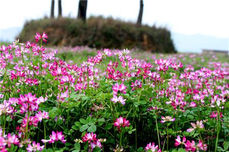 紫云英有毒无毒的区别图