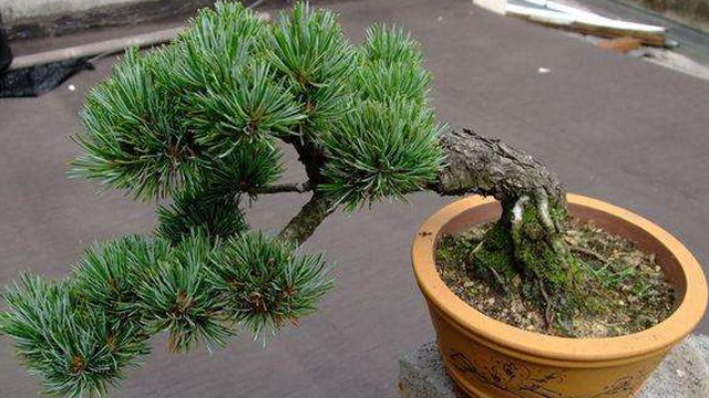 大阪松和金叶五针松的区别(大阪松和五针松的价值哪种高)