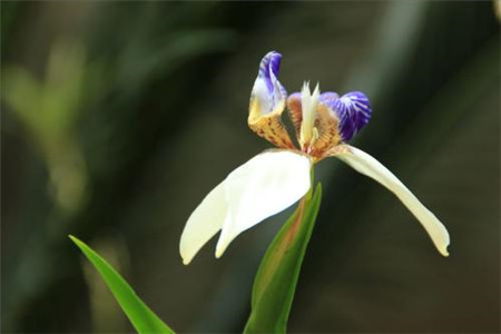 巴西鸢尾的养殖方法和注意事项视频