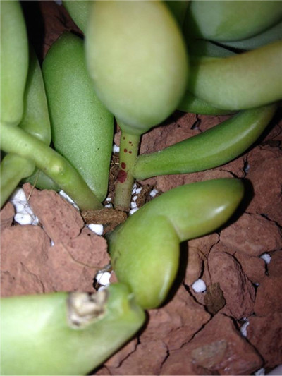 黄丽怎么养得又大又肥