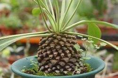 铁甲球繁殖方法有哪些