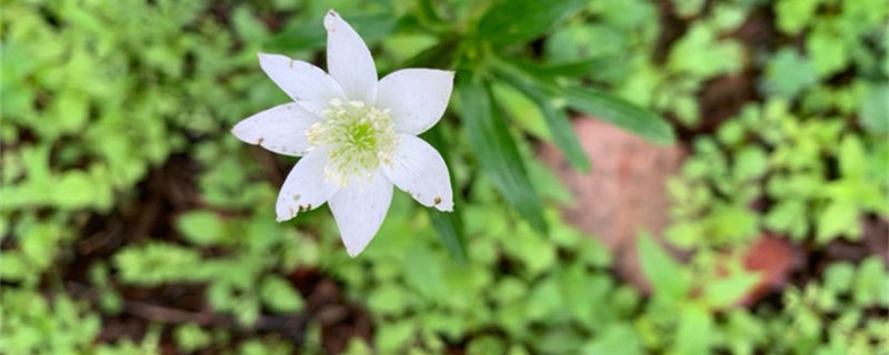 草玉梅的养殖方法和注意事项(草玉梅的养殖方法和注意事项有哪些)