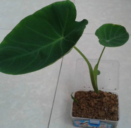 芋头可以在水里生长吗?