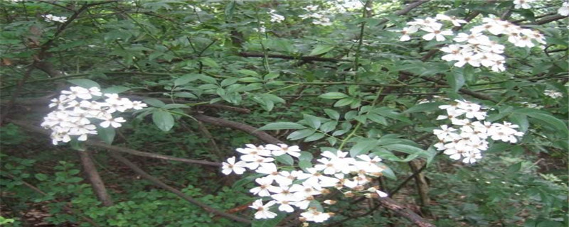 山木香什么时候嫁接(山木香什么时候嫁接月季最好)