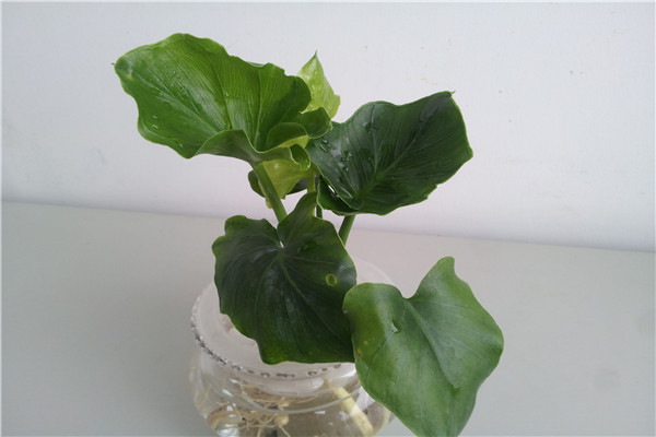 春羽如何水培要选择一个带有定植篮的透明水培容器(水培春羽的根怎么修剪)