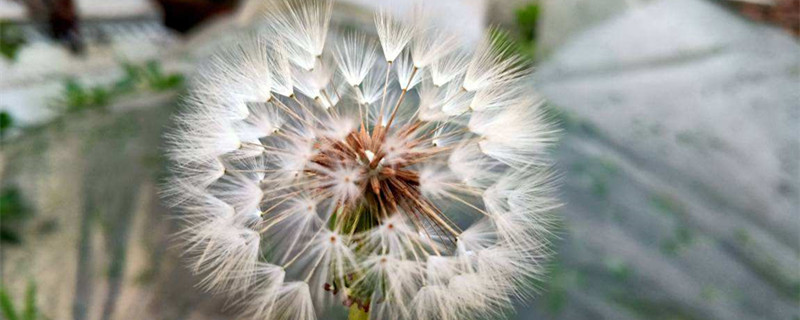 蒲公英有什么用途(蒲公英有什么用途功效)