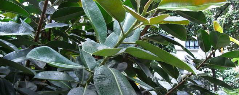 橡皮树放在哪里旺风水(橡皮树放在什么位置好)