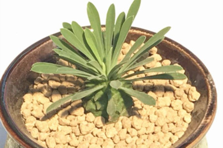 铁甲球繁殖方法有哪些