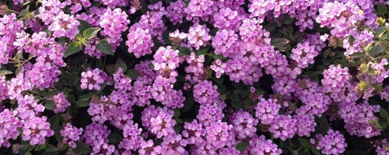 五色梅的花期(五色梅的花期有多长)