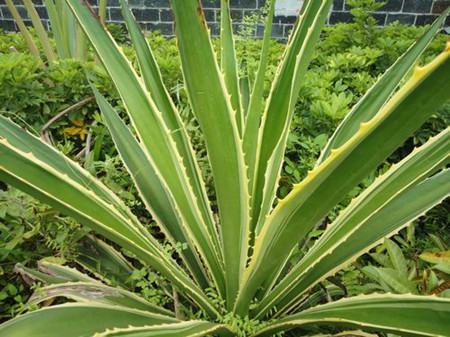 龙舌兰夏季养护