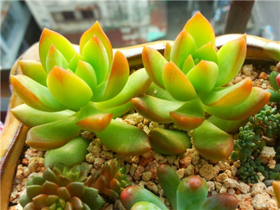 黄丽怎么养得又大又肥