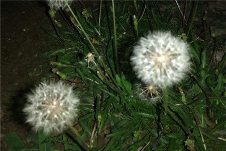 蒲公英有什么用途功效