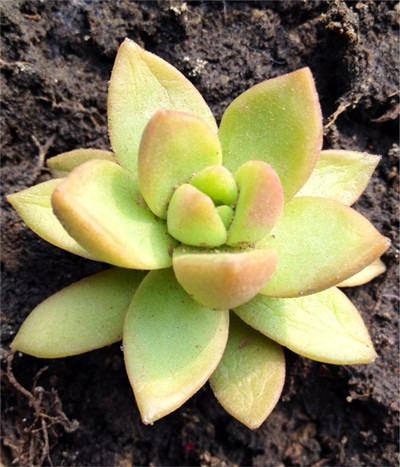 黄丽怎么养得又大又肥