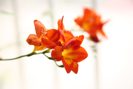 香雪兰适宜温度