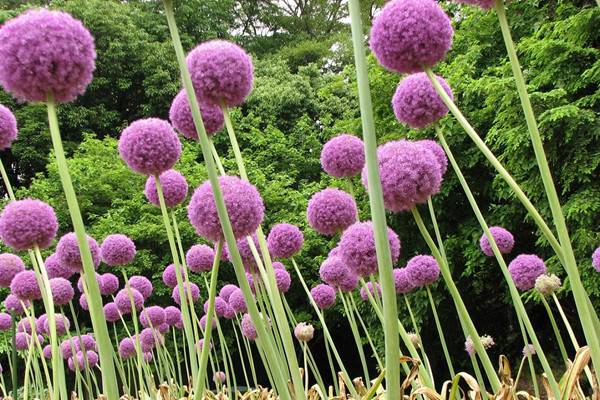 大花葱的养殖方法和注意事项(大花葱种植时间和方法)