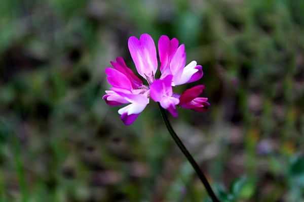 紫云英有毒吗(紫云英有毒无毒的区别图)