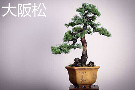 大阪松和五针松的价值哪种高