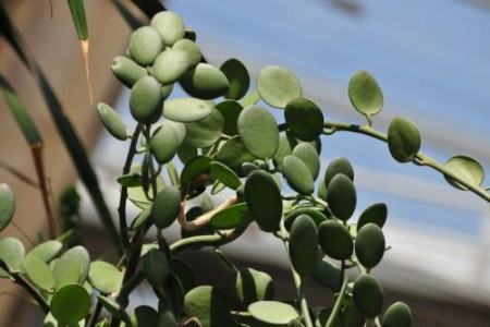 碧雷鼓叶子可以繁殖吗