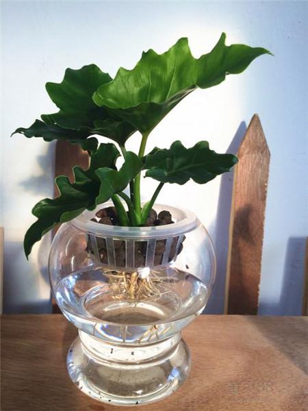 水培春羽的根怎么修剪